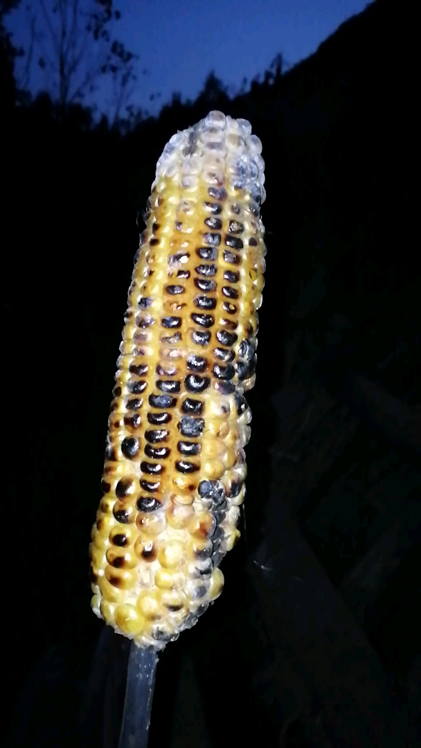 今年最后一次吃,火烧的玉米,香