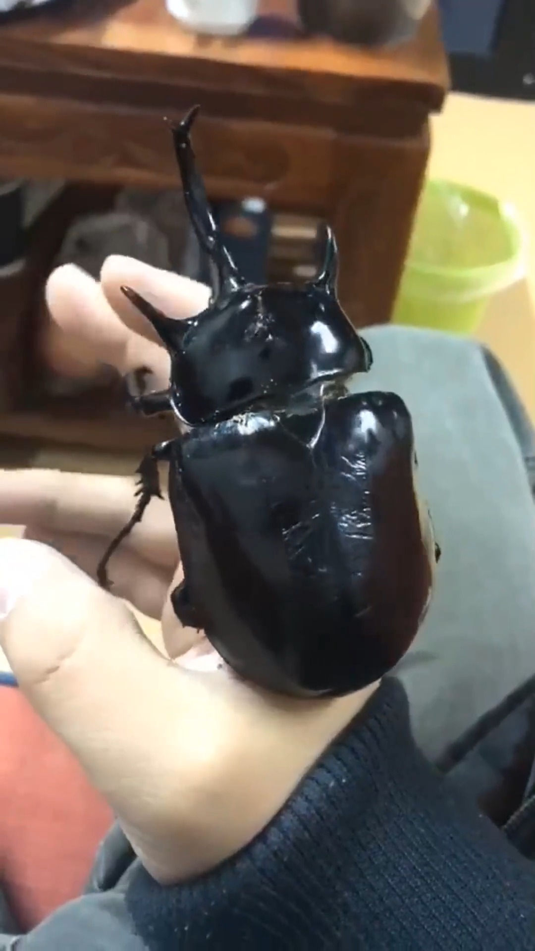 娱乐#这么大的独角仙谁见过要是爬到你手上,你怕不怕