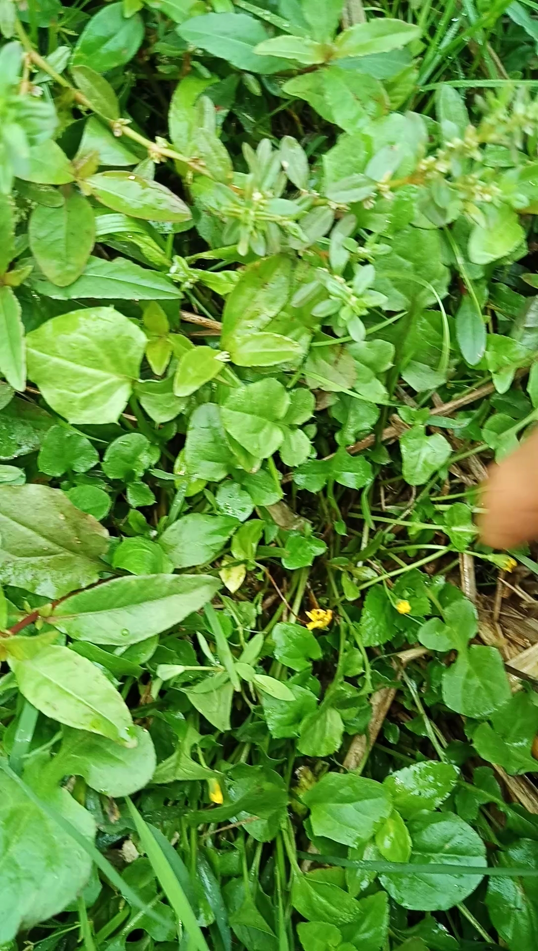 舌尖上的乡村美食野菜黄花菜田里很多哦味道有些苦但凉拌很好吃