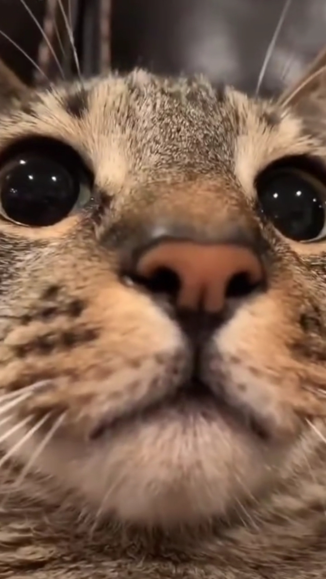 搞笑小猫#后边还是你么