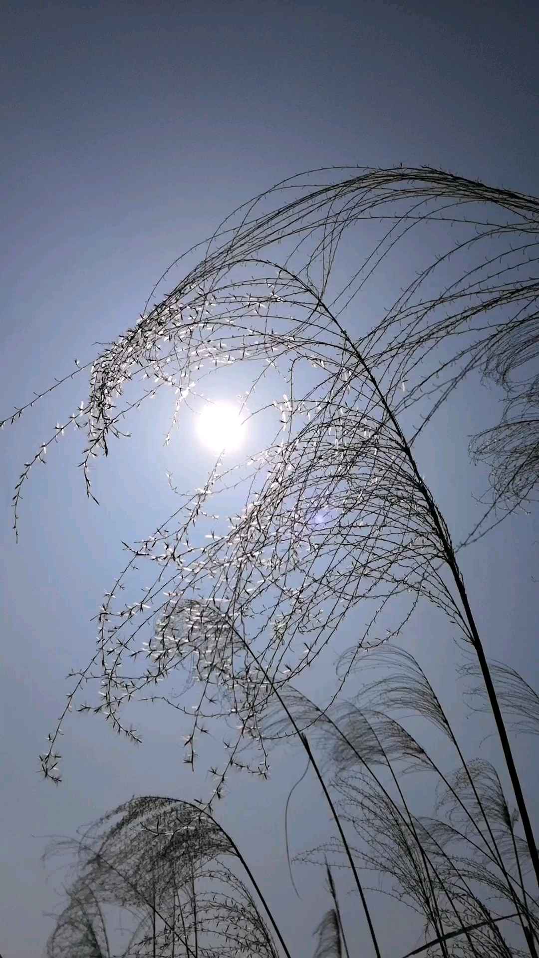 微风吹着!芦苇慢慢得飘荡着,,,好不惬意,心情安静了很多!