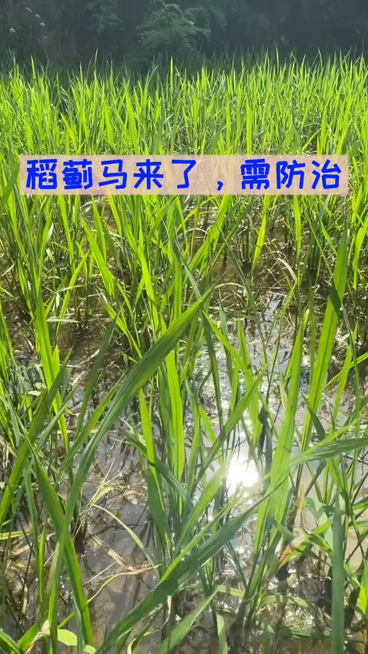 我要上热门#稻蓟马又来了,结合除草时候进行防治!