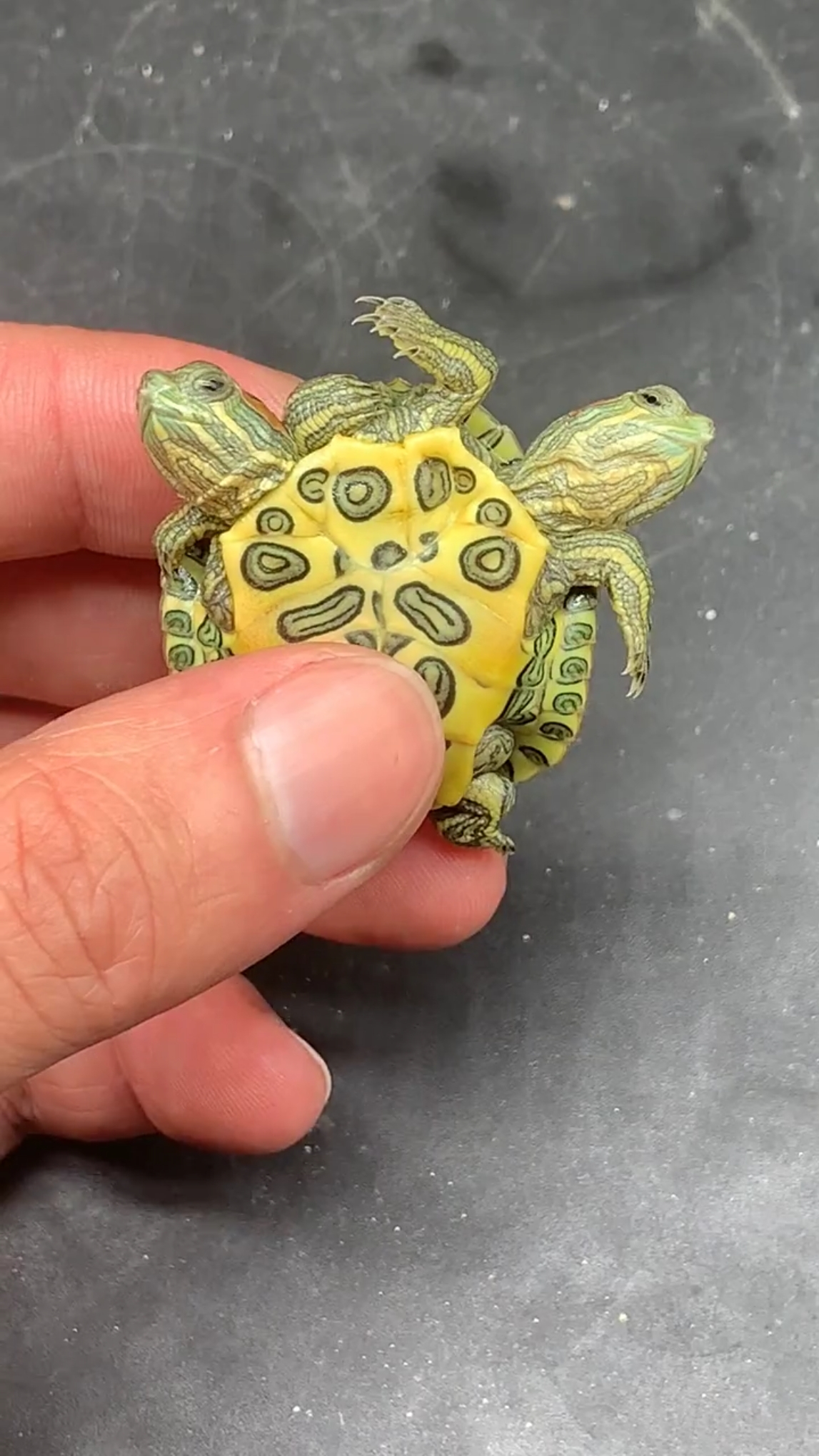 双头的小乌龟见过吗?太神奇了