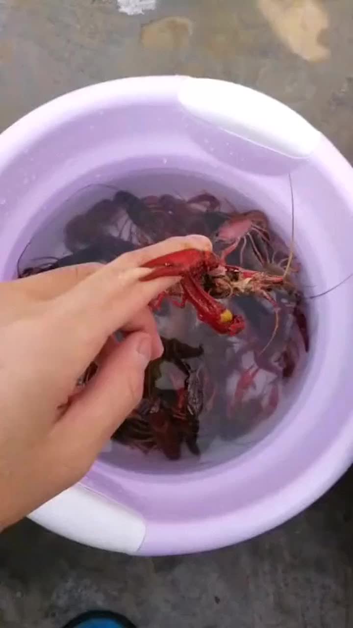 被龙虾夹住的手,变得无处安放,看着都疼啊!
