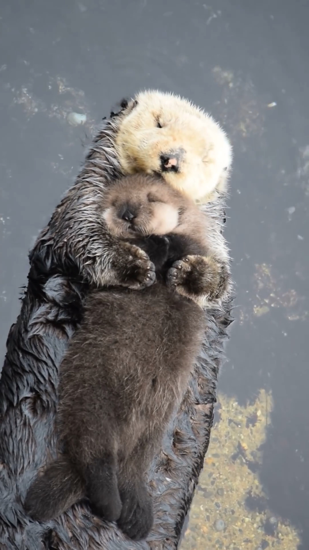 水獭妈妈抱着宝宝在水上睡着了