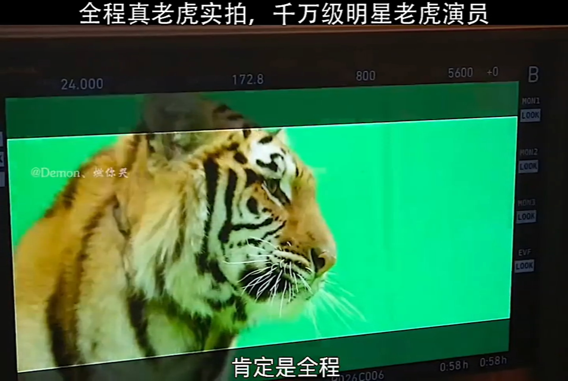 真老虎实拍,华语电影第一人!#电影阳光劫匪
