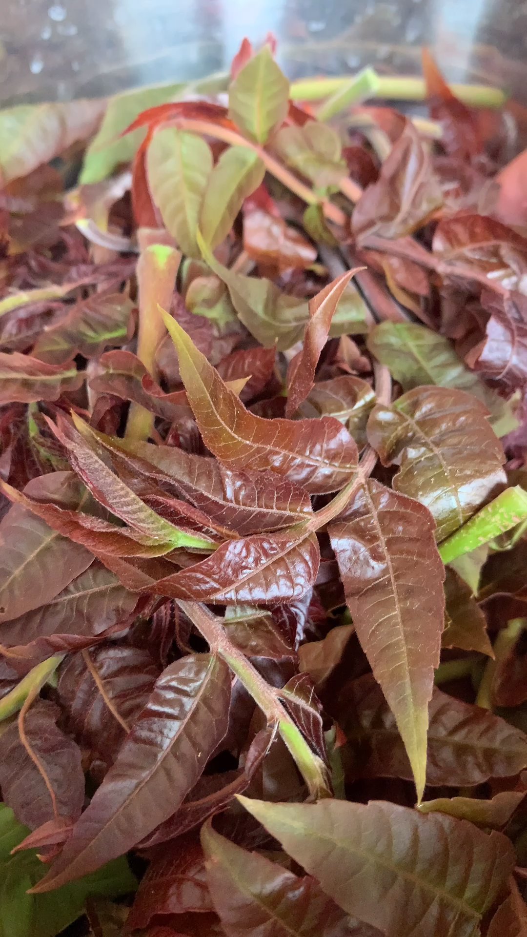 春日野餐好去处#春来第一鲜,西牟香椿甲天下