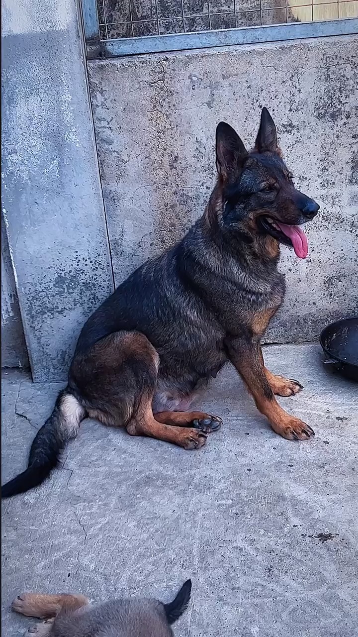 东德牧羊犬#狼灰东德