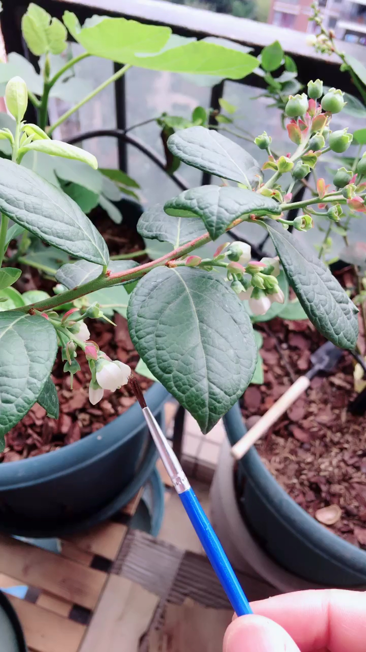 为什么蓝莓要人工受粉:在阳台很少蜜蜂等昆虫飞来帮助,要靠人工授粉