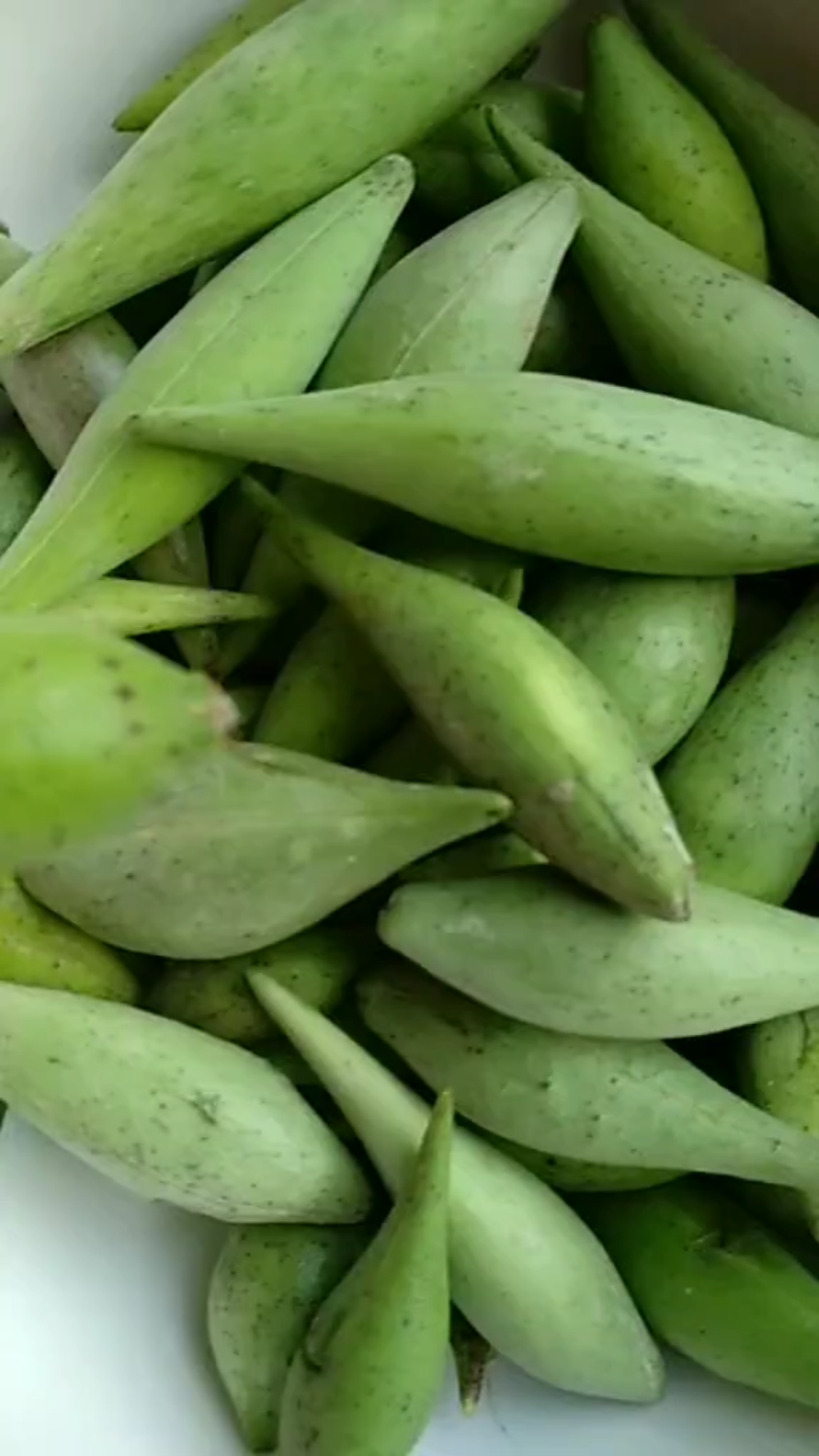 农村叫它骚瓜,还有药用价值-度小视