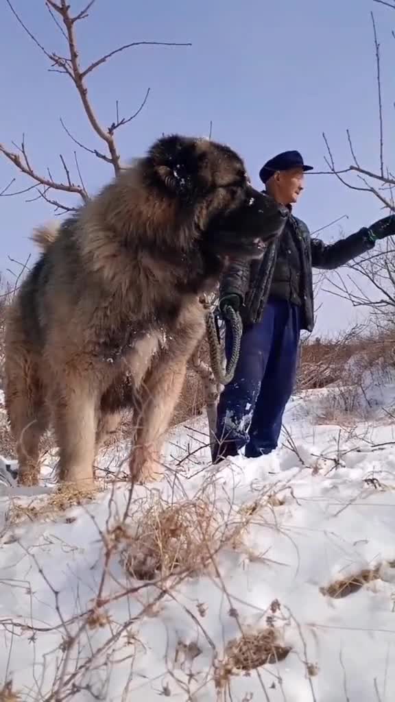 大狗比人大,多少斤