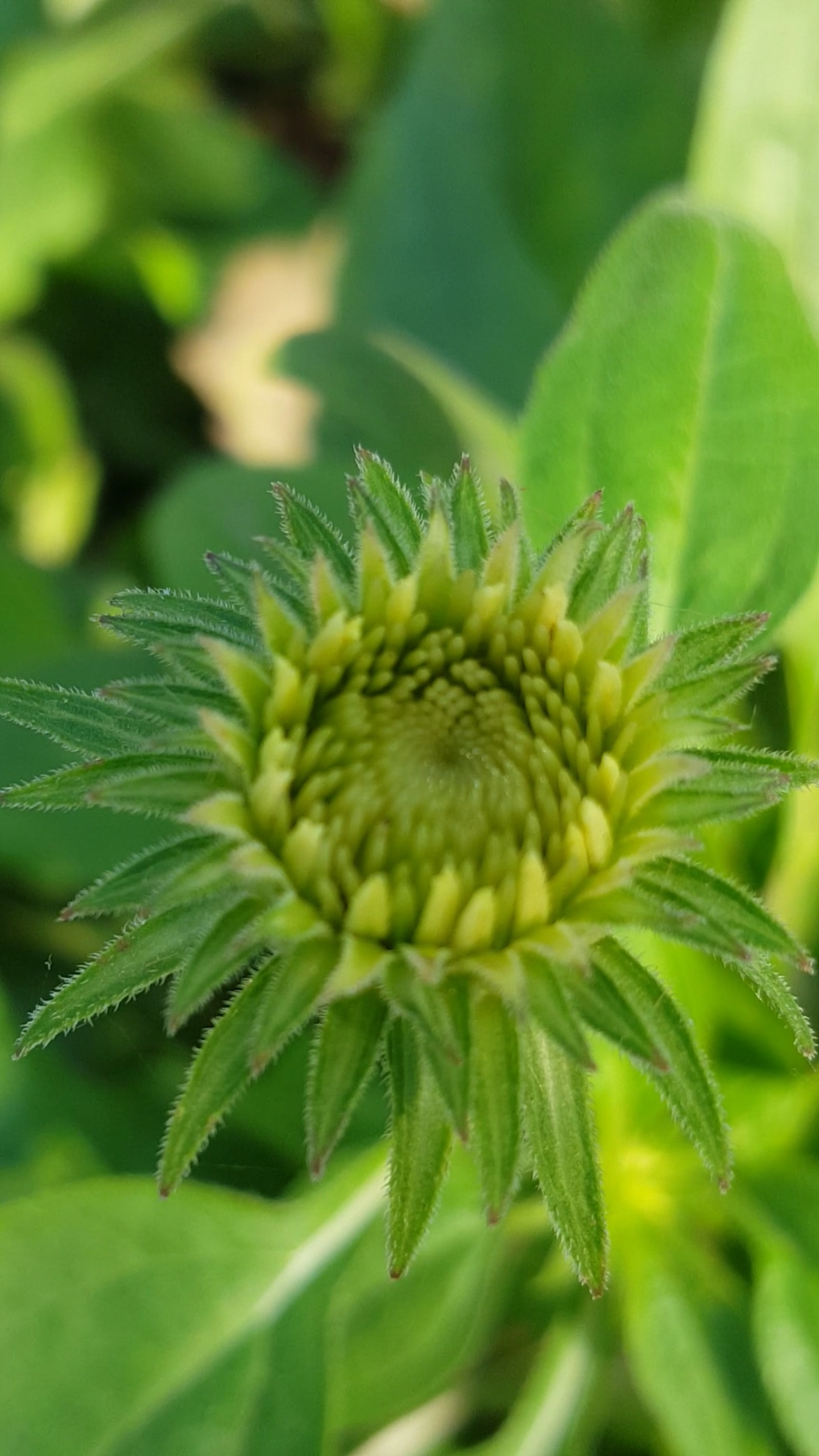 你见过这种美丽的绿花吗?太漂亮了