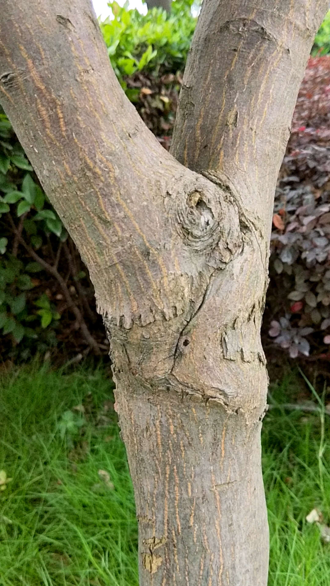 夏日旅行目的地#树丫巴