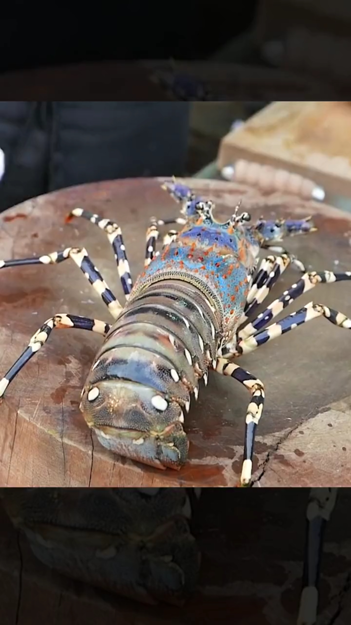 彩电龙虾#师傅处理龙虾有一套哈!