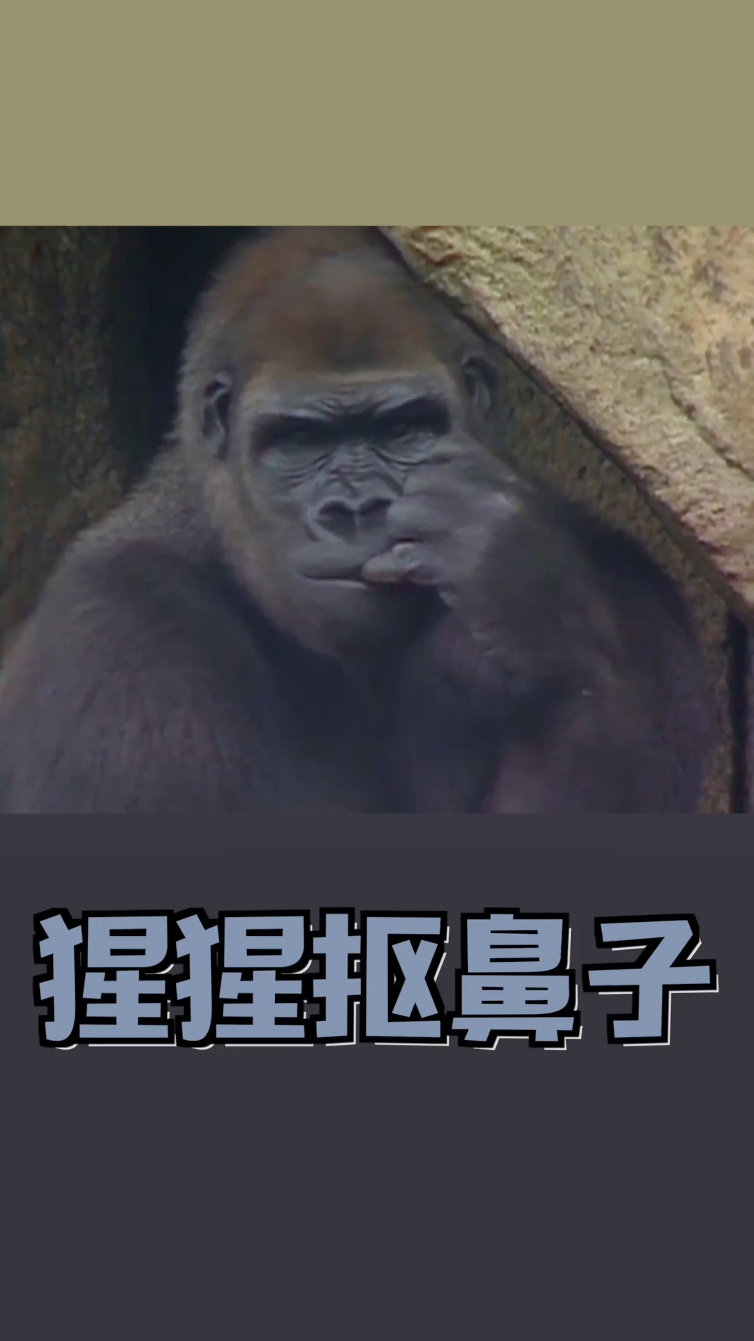猩猩和人类相似度达99.4%,为什么不属于人类呢?-度小视