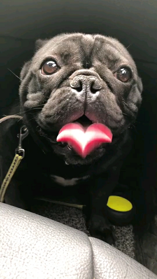 见过心形舌头的吗