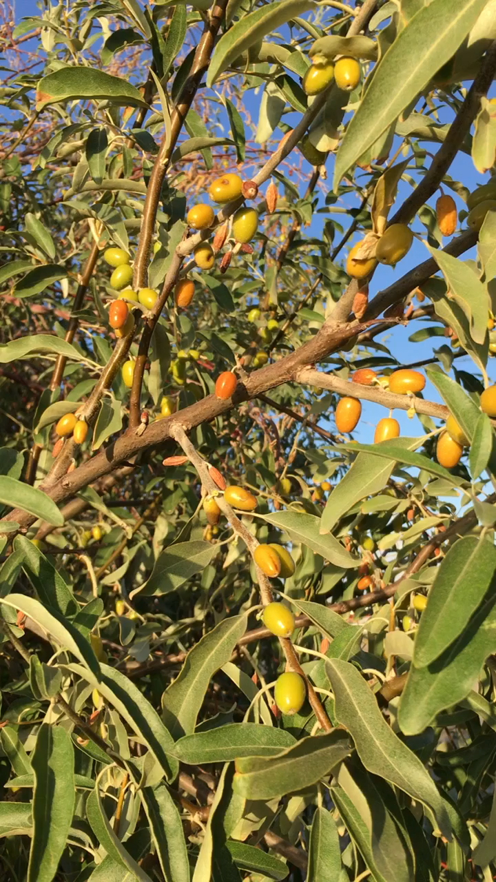 坐标甘肃酒泉……捡石之余摘野果吃有认识这什么果子吗?