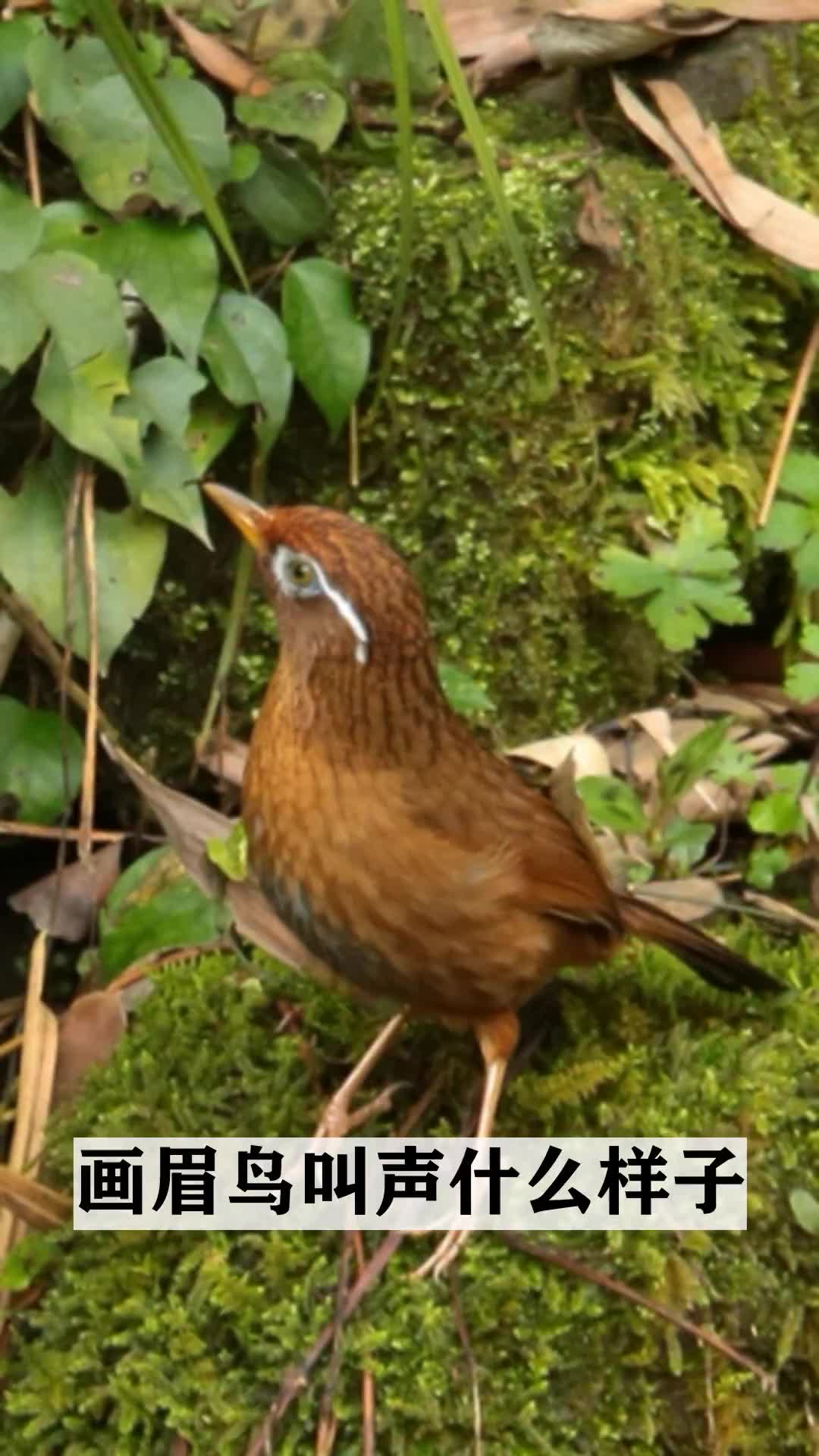 動物科普知識分享畫眉鳥叫聲什麼樣子