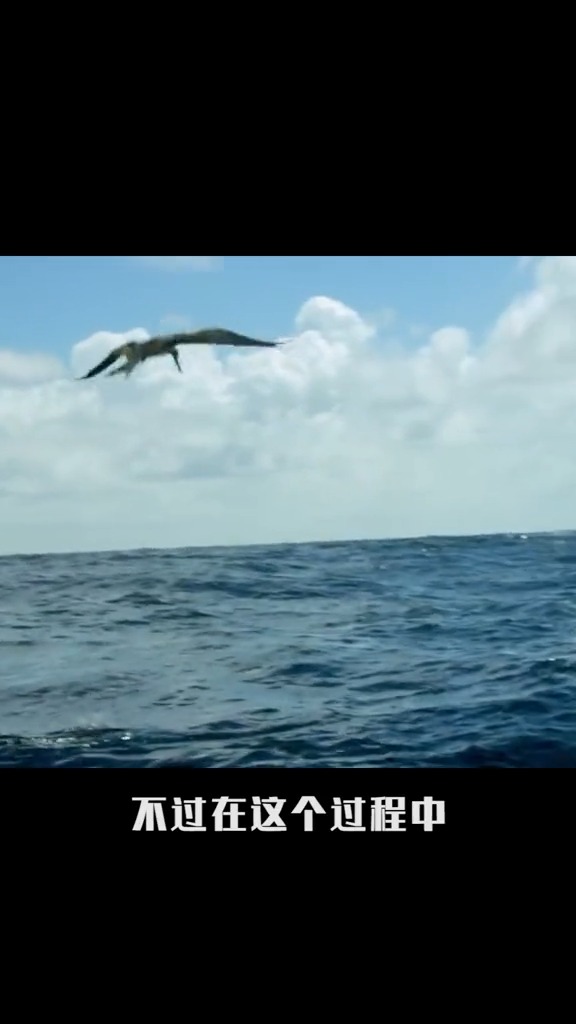 神奇动物在这里#飞鱼是你吗?我在岸上等你
