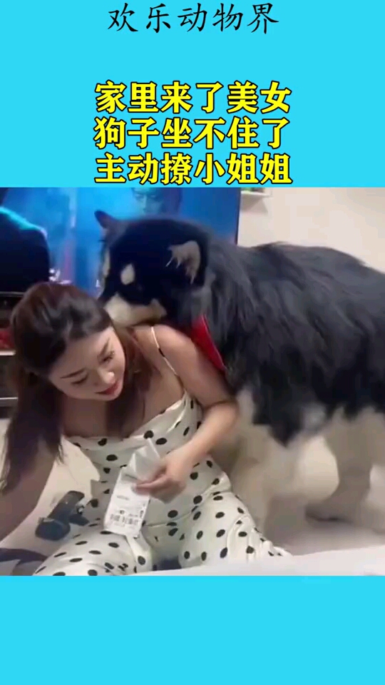 家里来了美女,狗子坐不住了,主动撩小姐姐!
