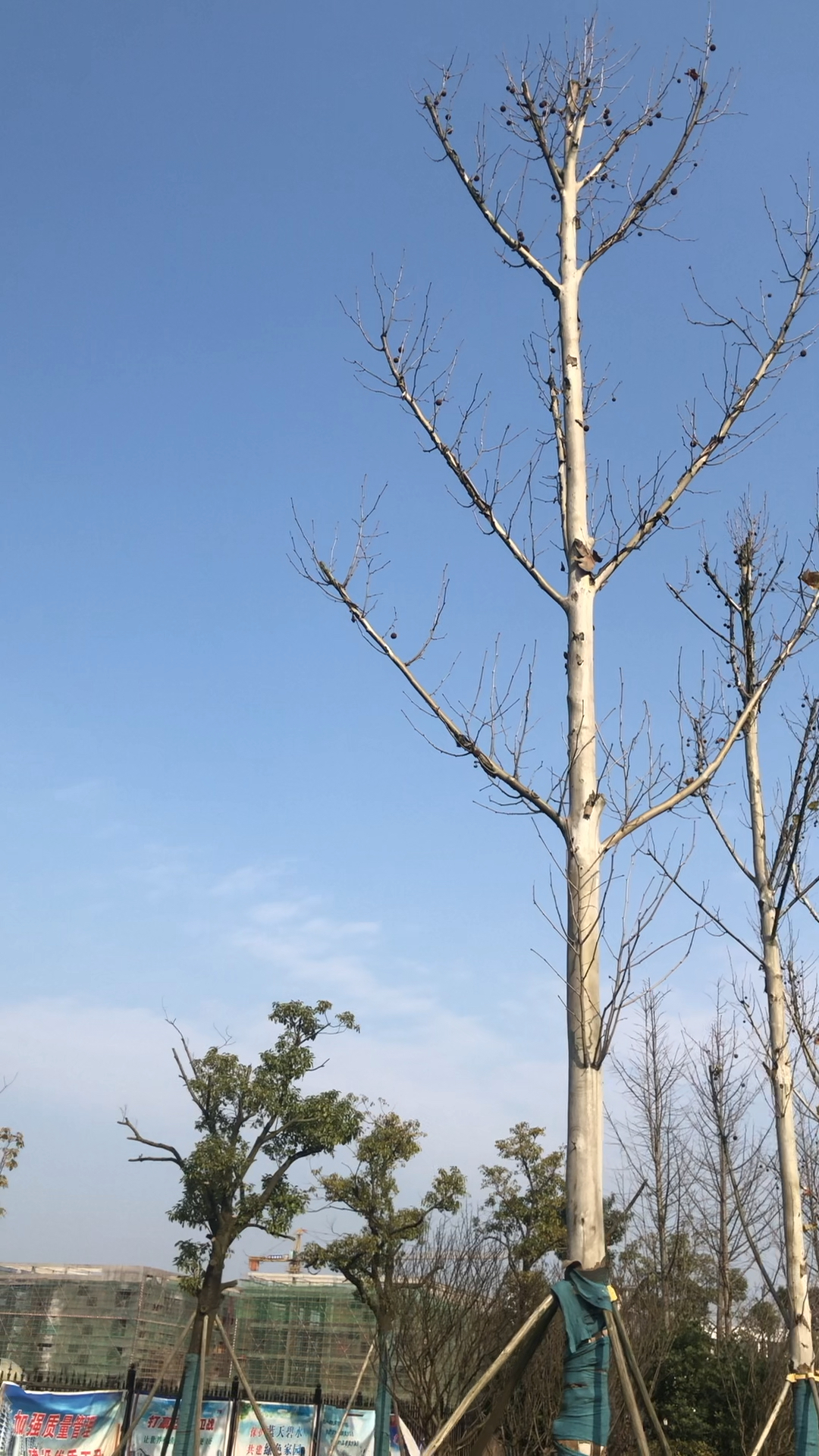 艳阳高照晴朗天,欢欢喜喜过大年!