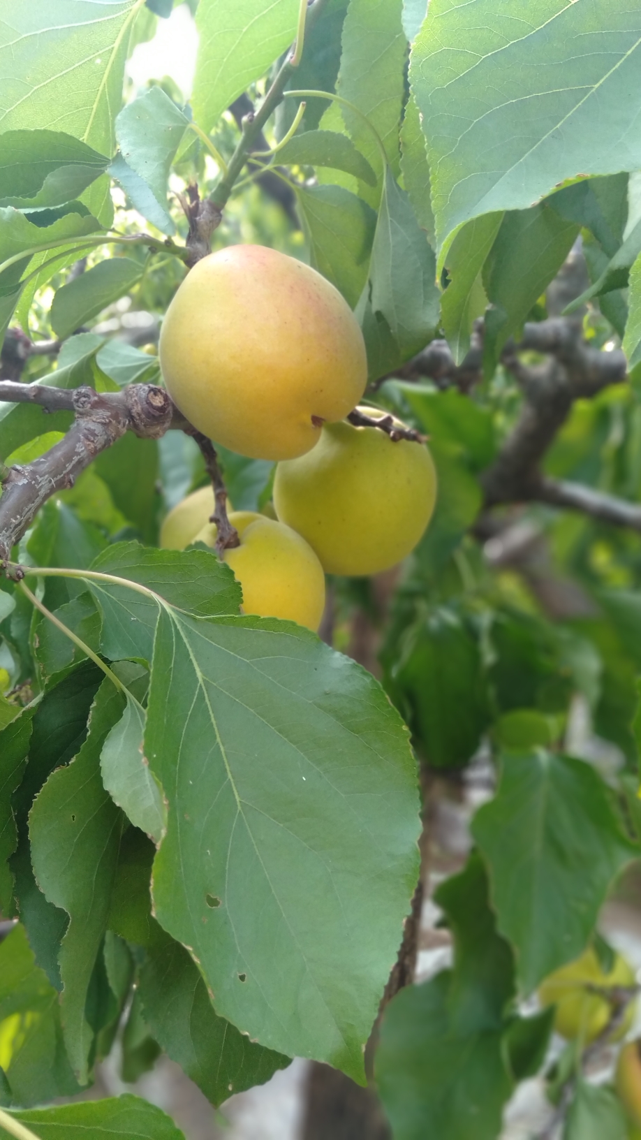 正宗孤山东山顶大杏梅,口感杠杠的