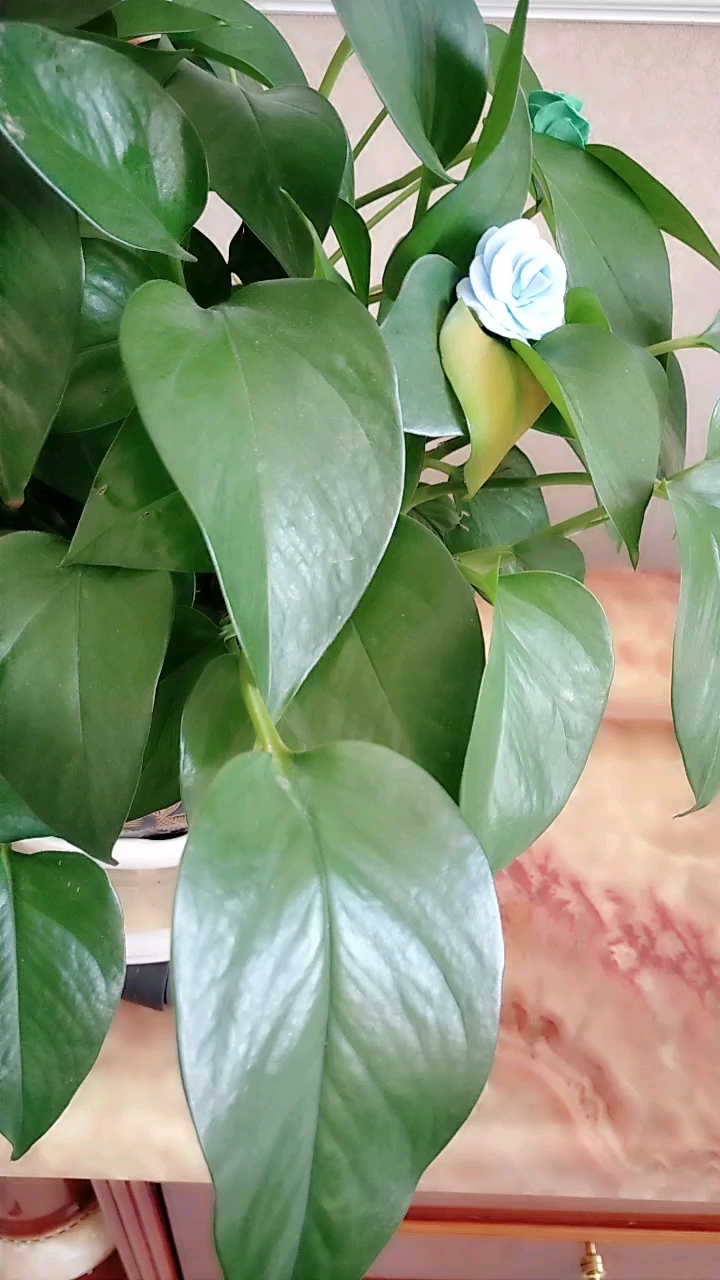 我家绿萝会开花