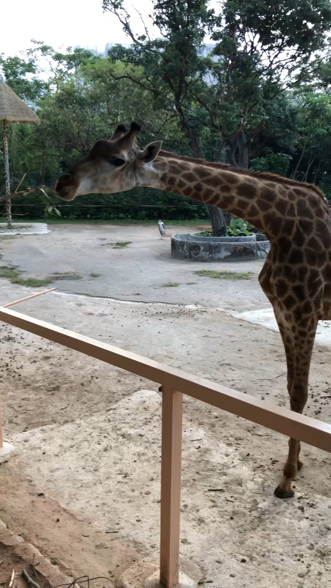 长颈鹿也是大长腿