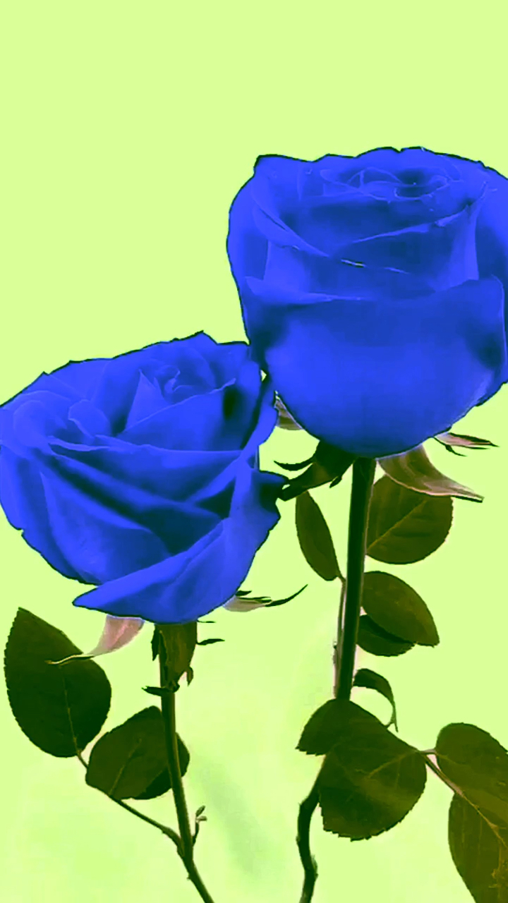 蓝色妖姬最美的花送给最美的你