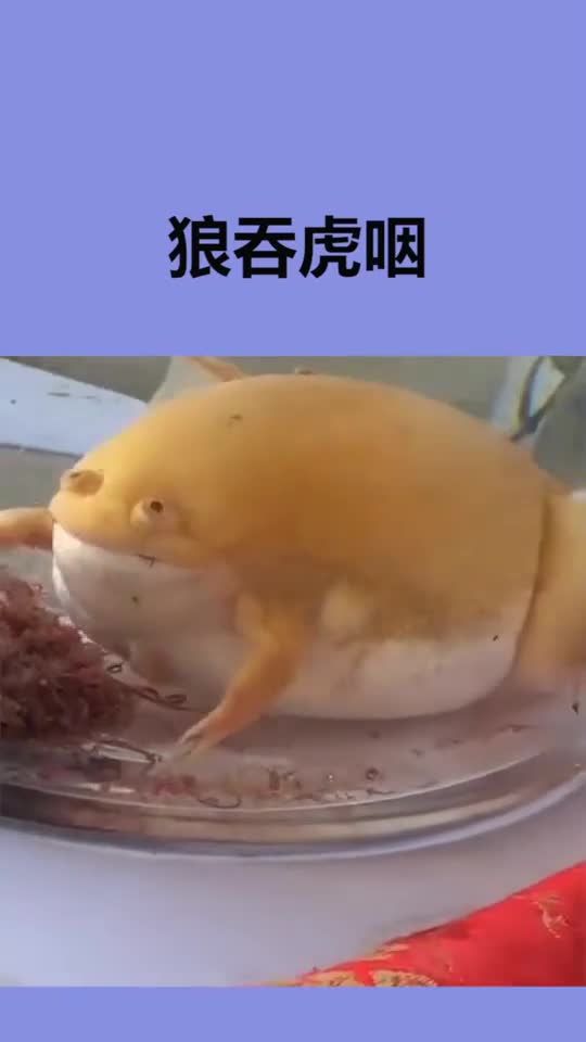 这只青蛙像极了你女朋友吃东西的样子