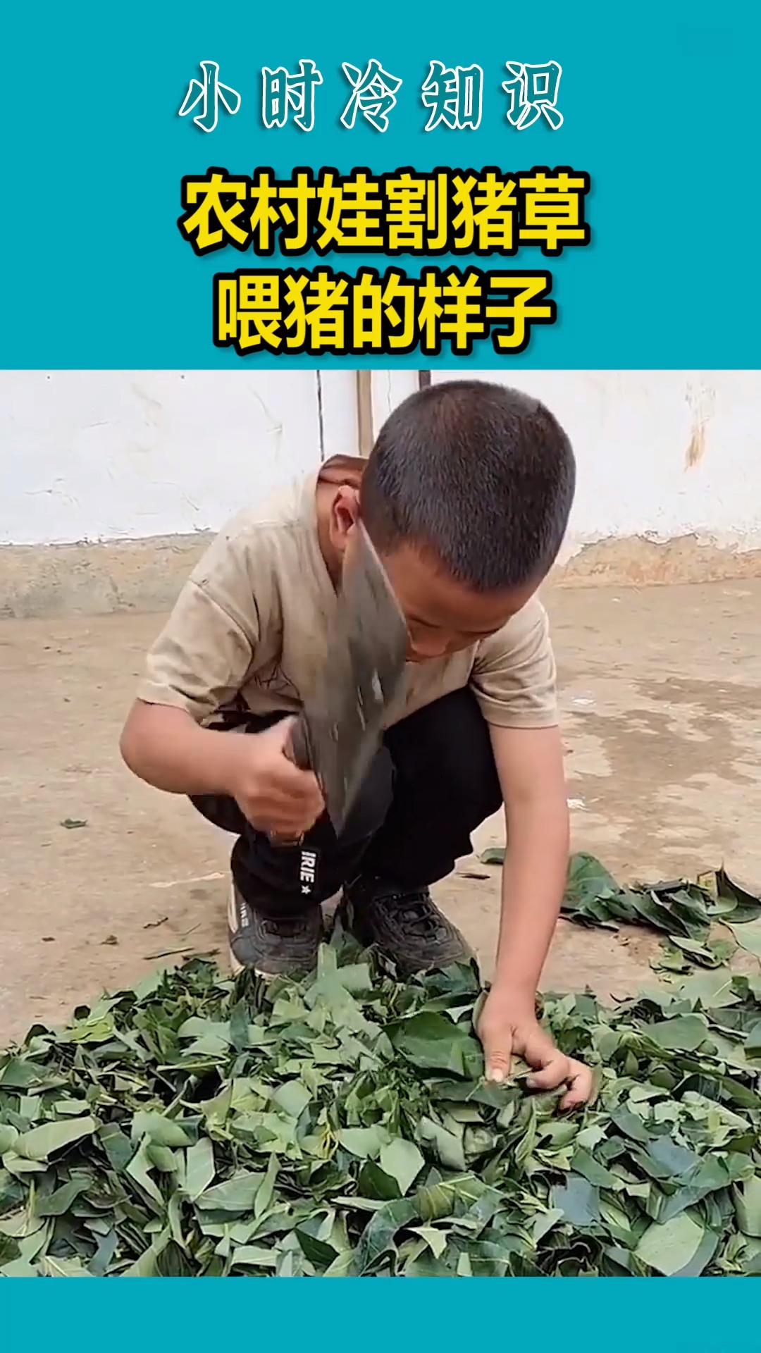 我要上热门#农村娃割猪草喂猪的样子,城里娃连想都没想过吧