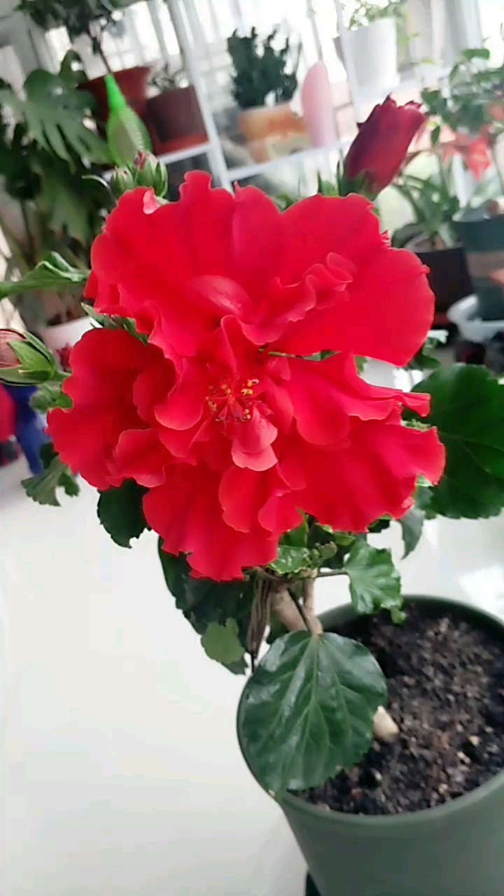 红色重瓣木槿开花了,还有好多花苞,太漂亮了!