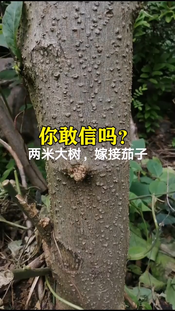 为农民点赞#大树嫁接茄子,你敢信吗?-度小视