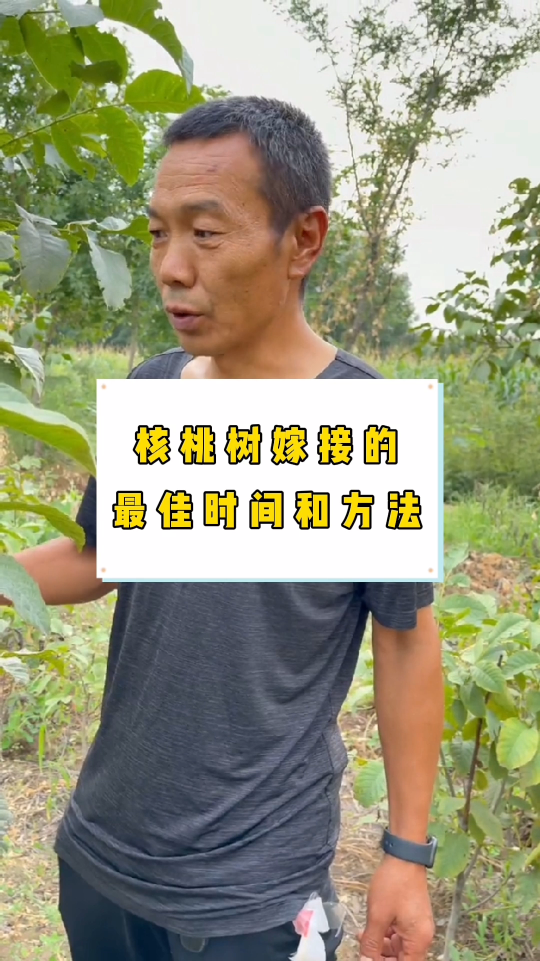 核桃树嫁接的最佳时间和方法.