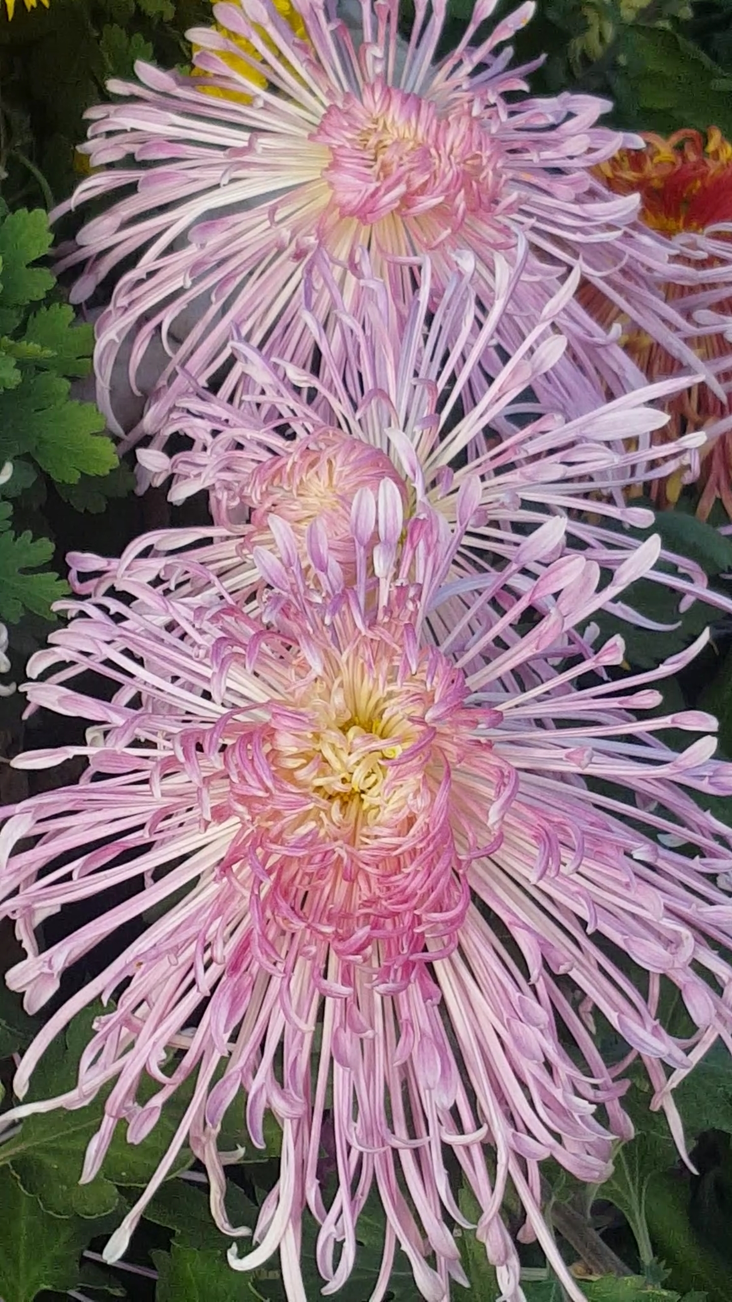 腊八节快乐#淡雅多姿的粉色菊花漂亮极了