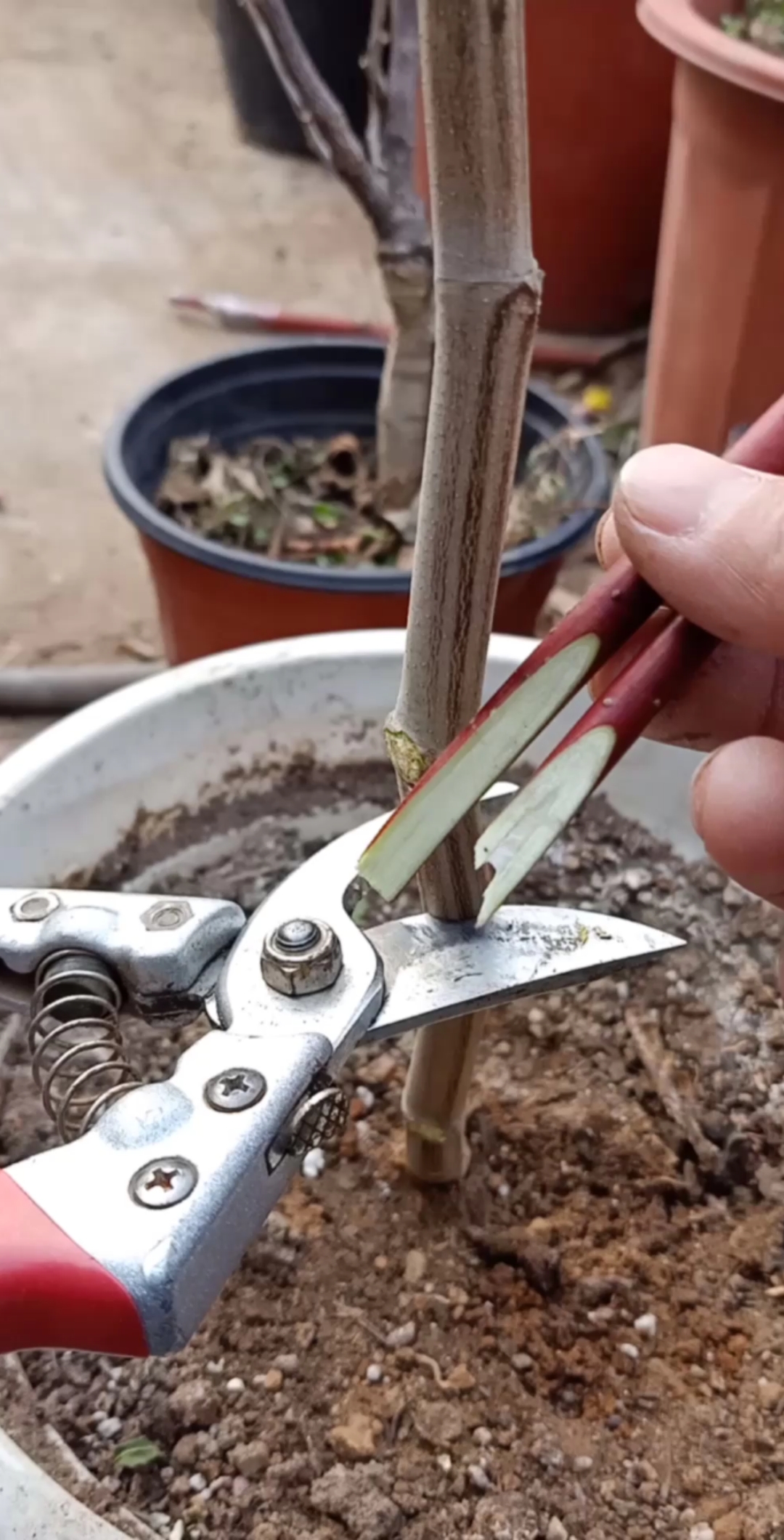 嫁接技术#这是劈接高手,成活率高达百分之百-度小视