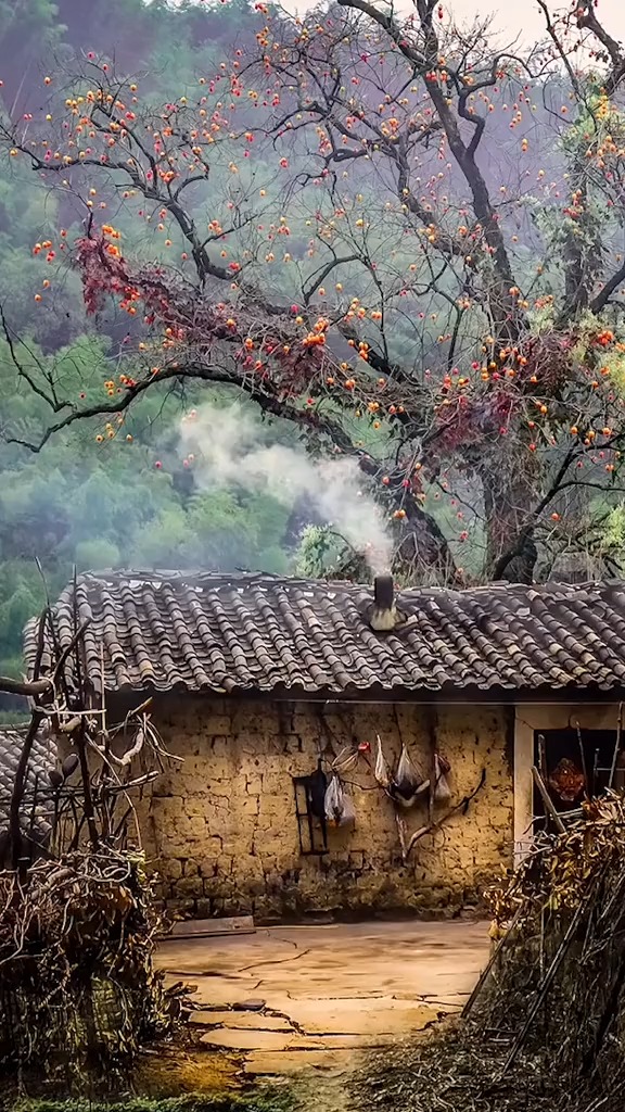 深山里,一户斑驳的老房子旁,一颗柿子树结满了柿子无人采摘,户主今年