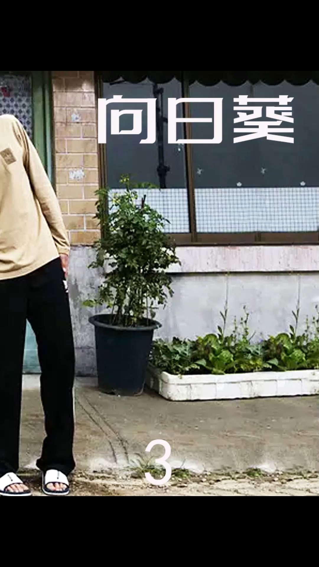 电影解说动作犯罪片向日葵