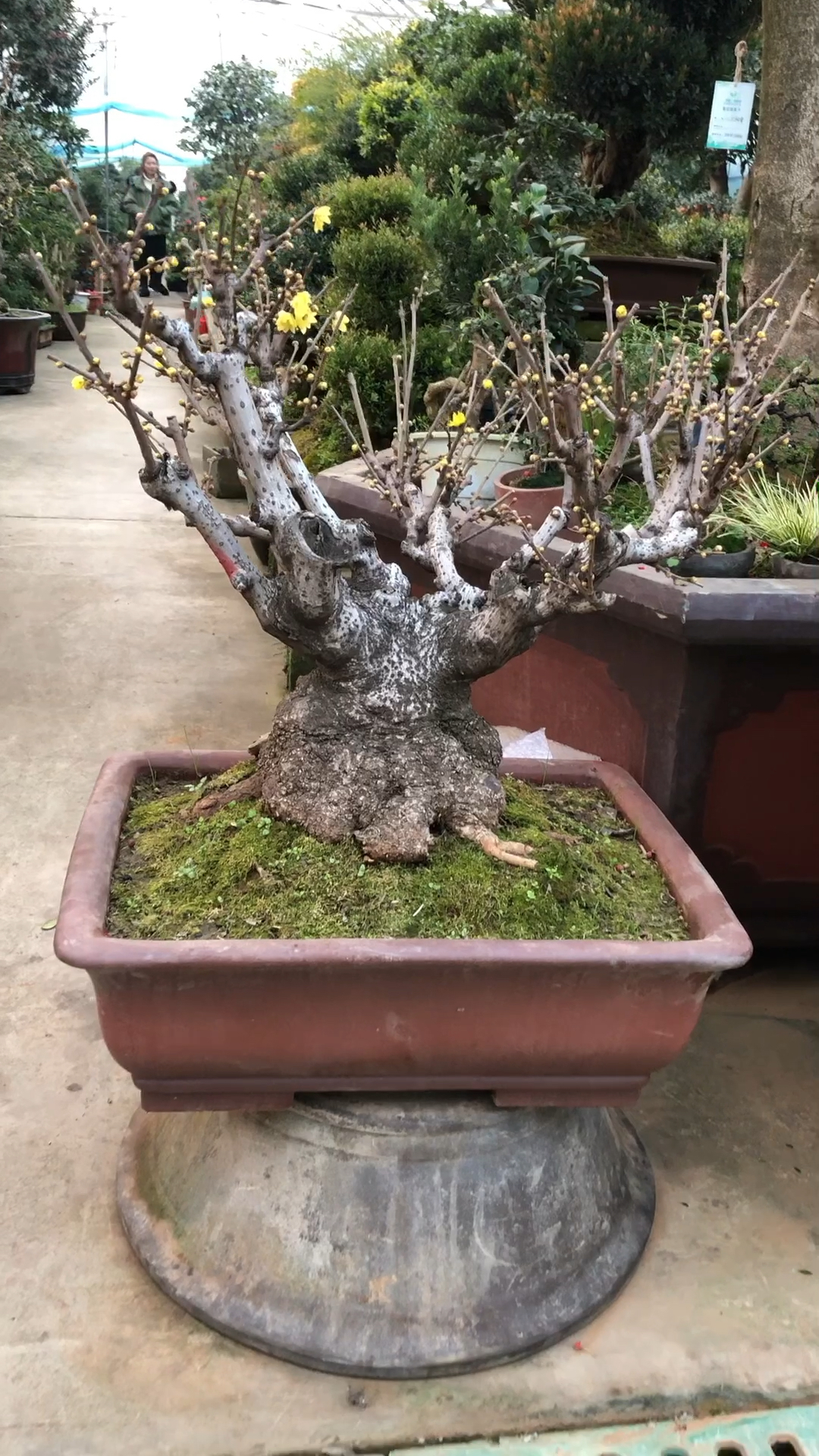 这种腊梅老桩盆景 是最香的一种见过吗?