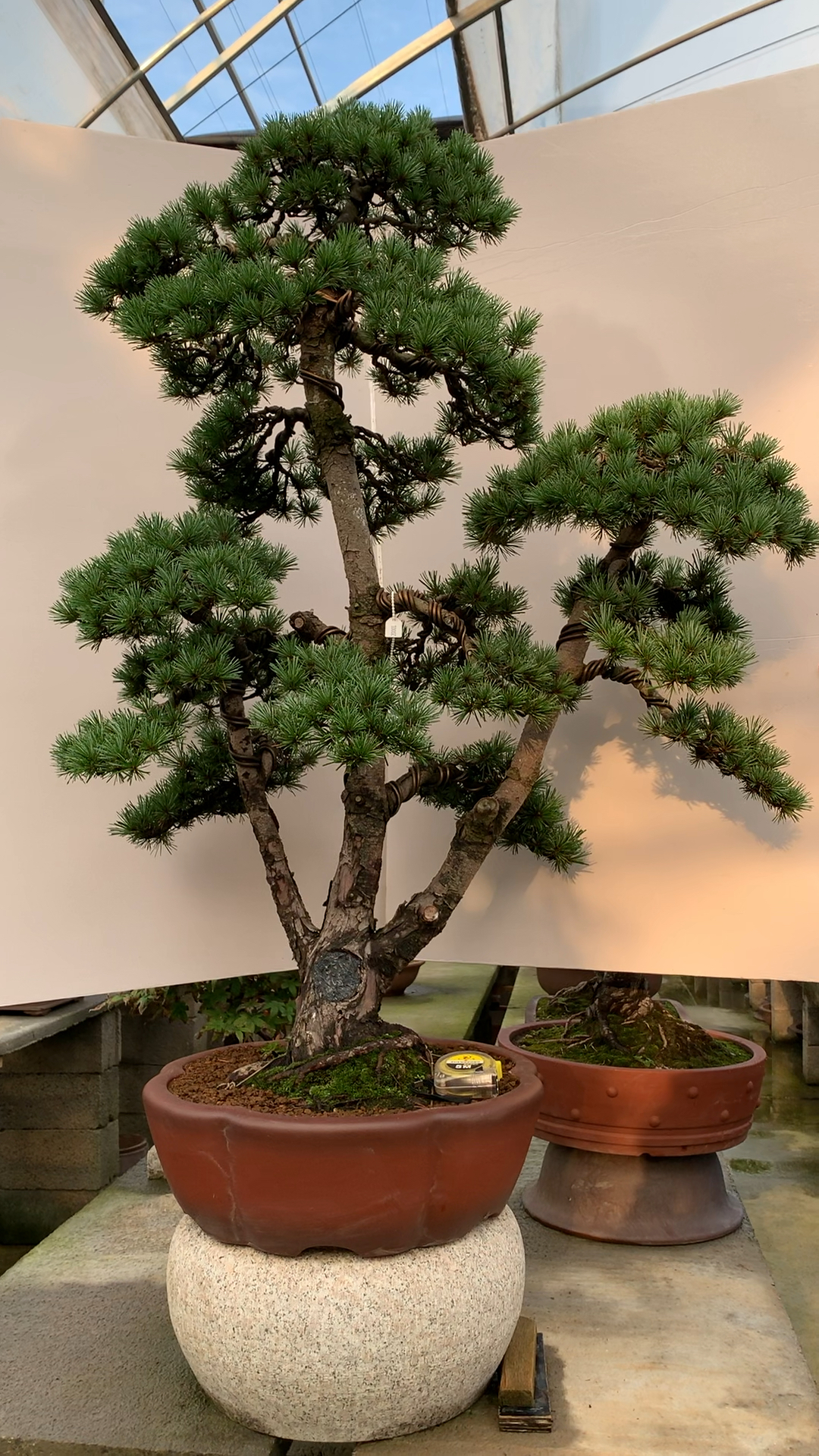 多杆五叶松盆景