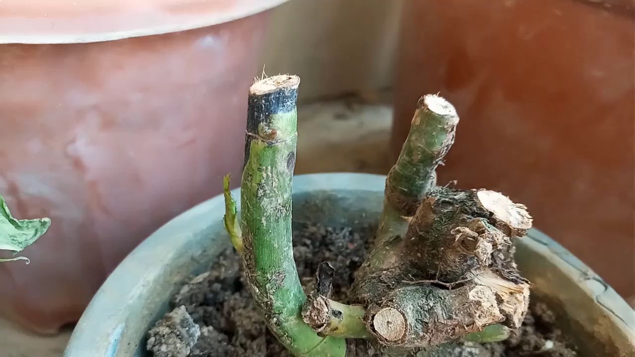 小欢喜#记录今日份小欢喜,种下的玫瑰花根发芽了