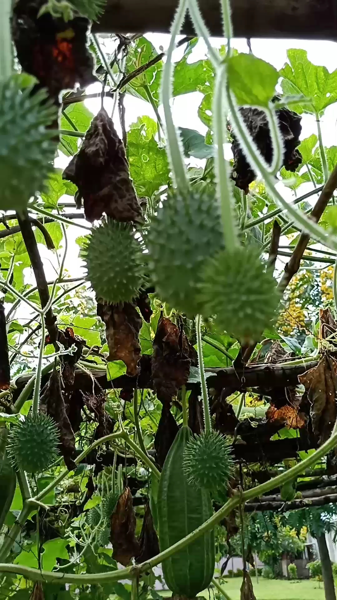 这全身长刺的果是什么果?