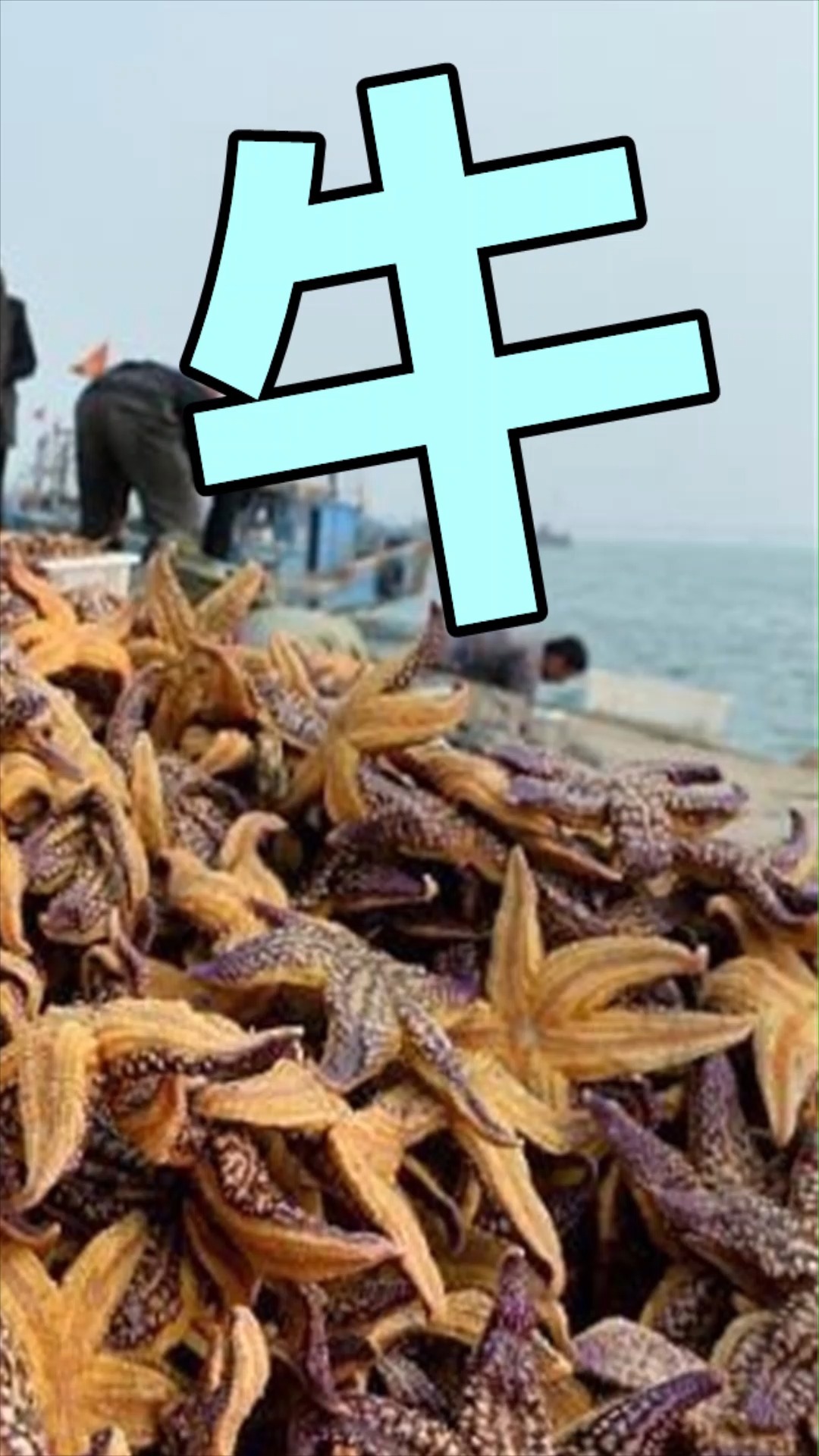 养殖场的蛤蜊被吃灭绝.海星入侵成全了青岛吃货