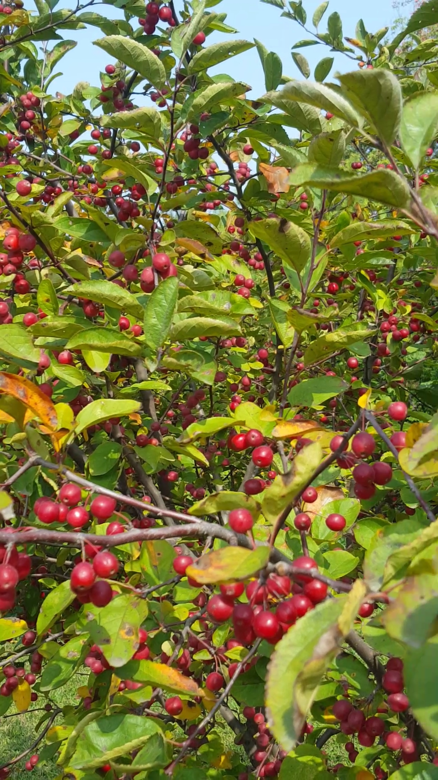 秀出我的家乡味#满树漂亮的红珍珠果