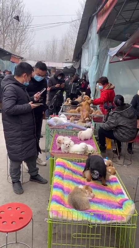 狗市卖狗开始了,卖不掉就丢了