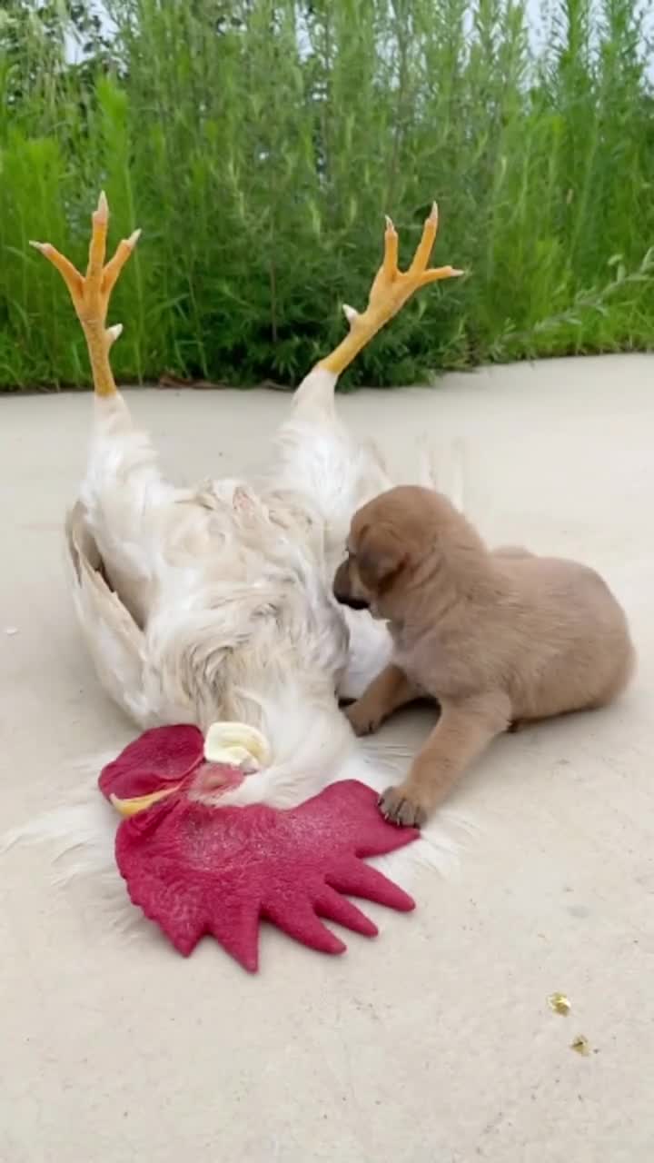 大公鸡睡觉的姿势是这样的吗