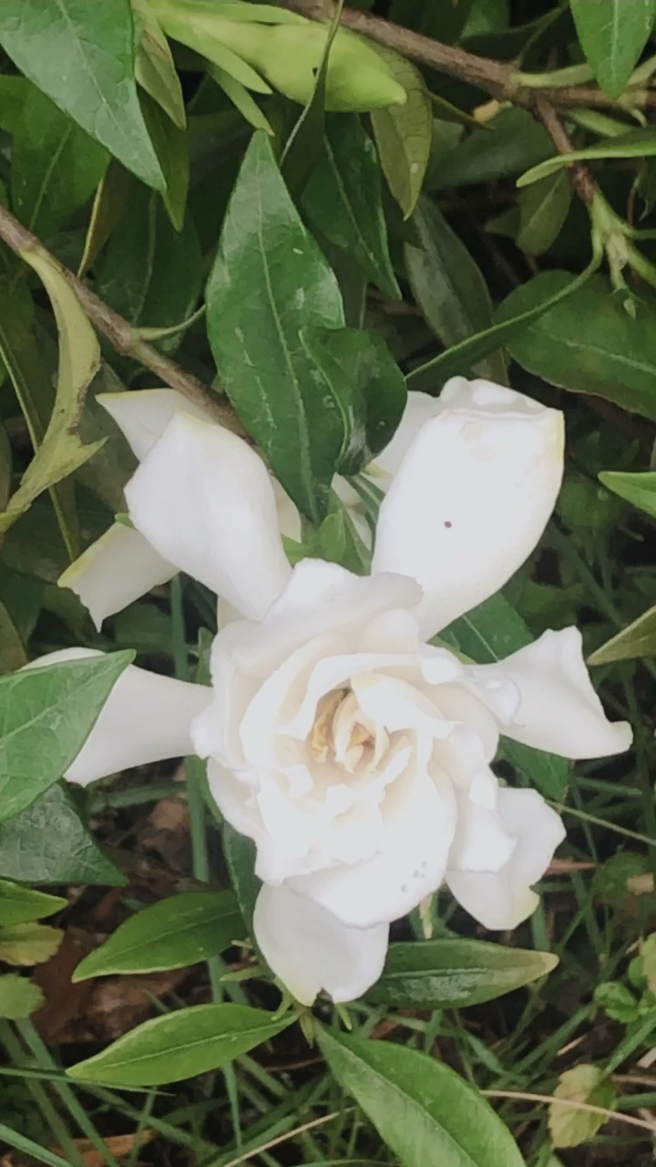 重瓣栀子花又香又好看