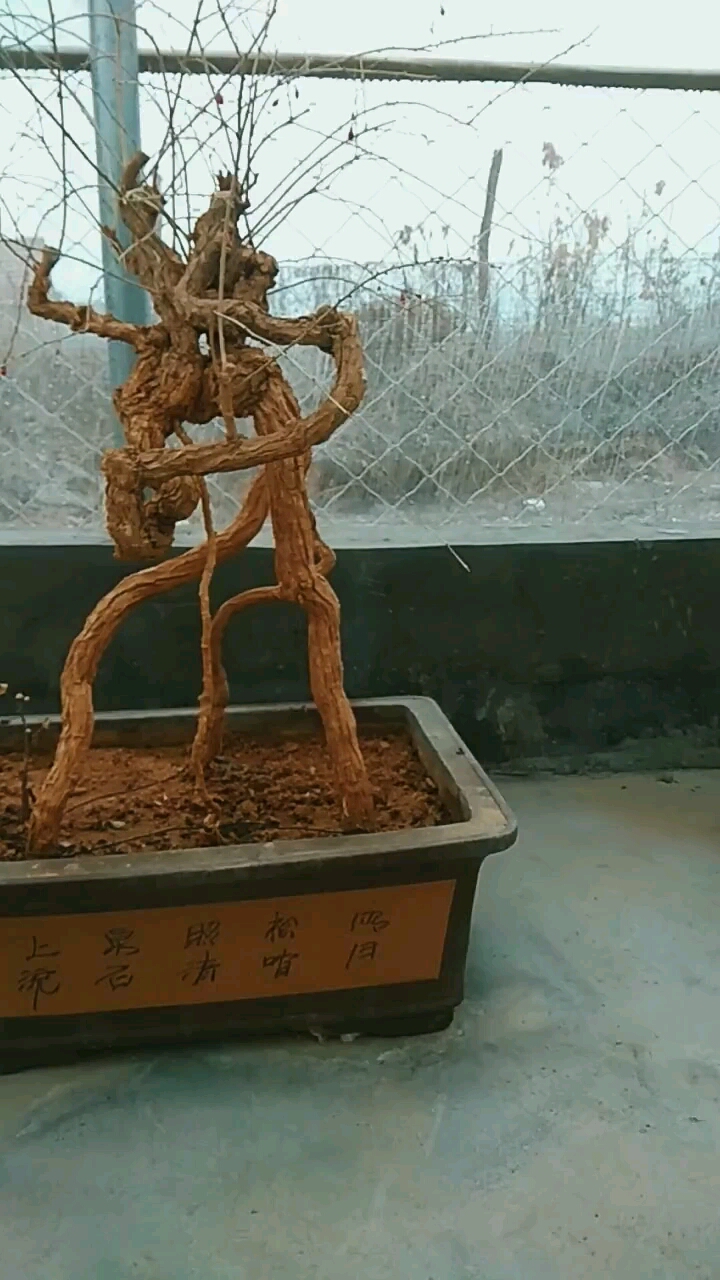 野生枸杞下山桩 传说中的美不美看大腿哈