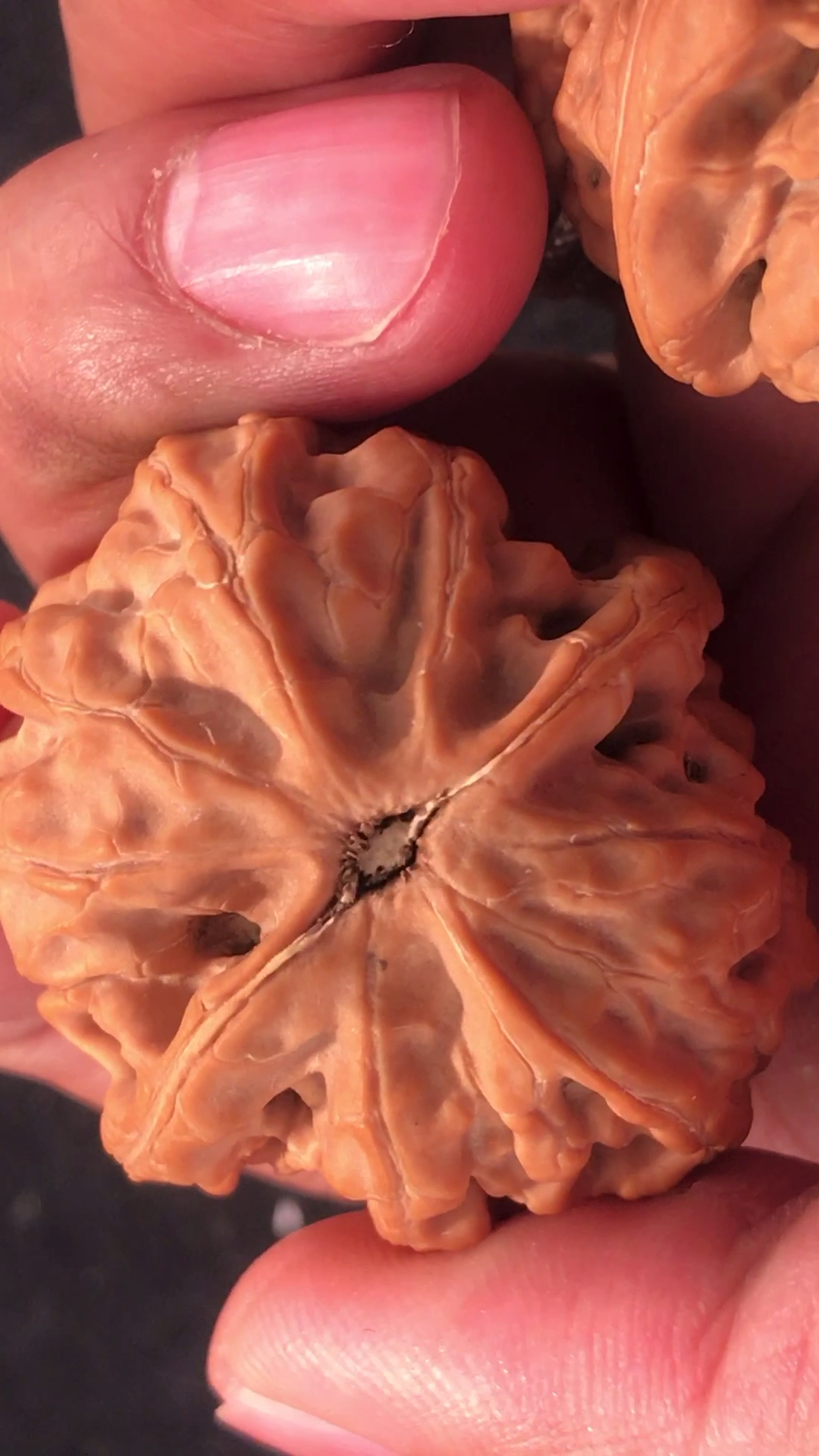 文玩核桃#野生大沽石