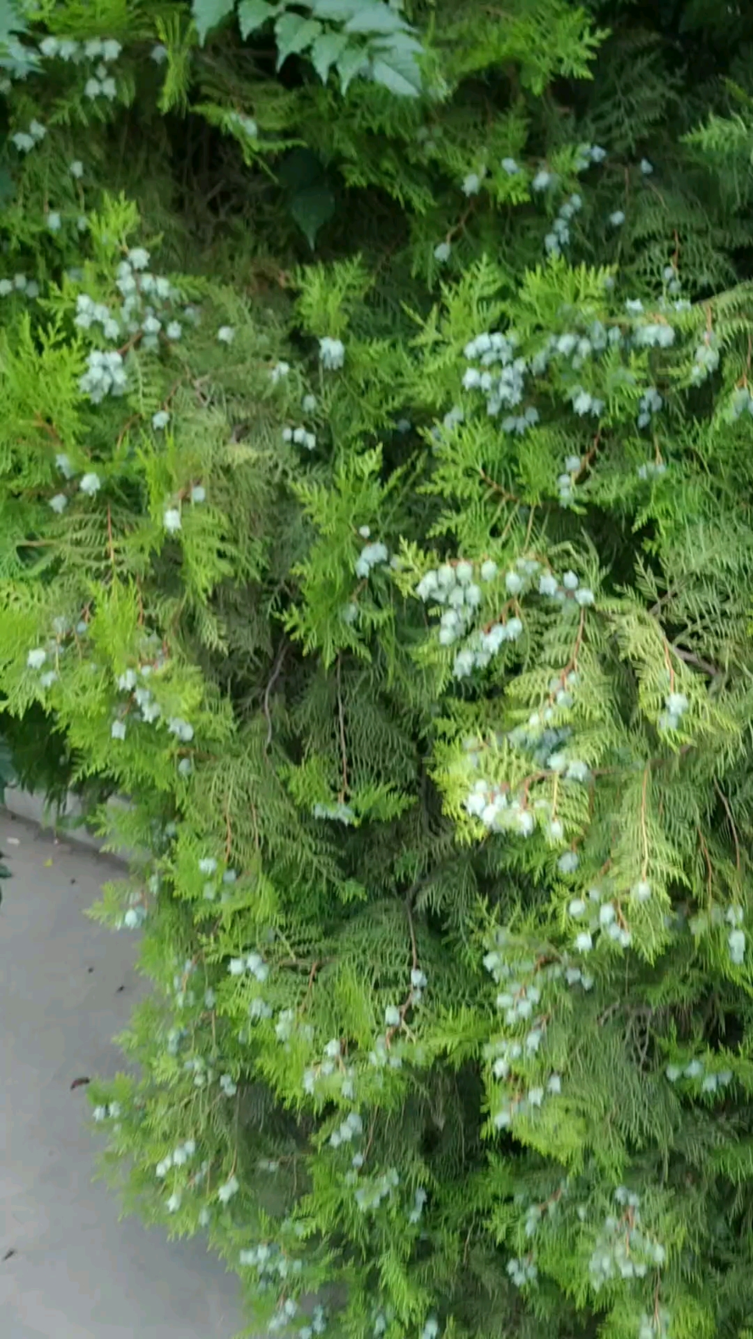 第一次见柏树上面结这么多………不知道怎么形容的小疙瘩……-度小视